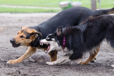 ¿Como separar a dos perros que están peleando?