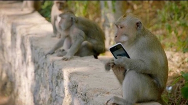 Estos monos le roban a los turistas y piden rescate a cambio de alimento